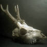 deer skull stock 2