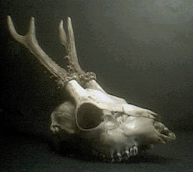 deer skull stock 2