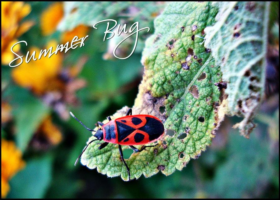 Bug Rocks Summer summer bug by Alpha-Dog on DeviantArt
