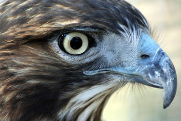 Young Red-tailed Hawk