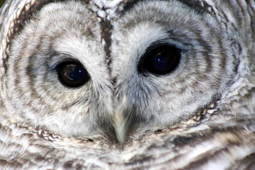 Barred Owl