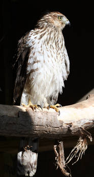 Coopers Hawk