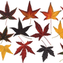 Atumn Leaves.PNG...