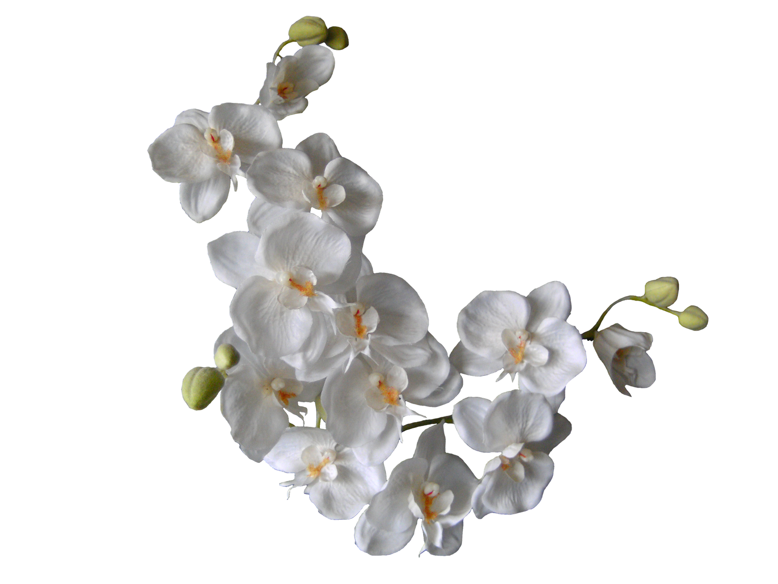 White Orchids PNG