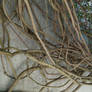 Old Vines 04