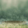 Foggy Grass BG 02