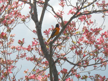 Pretty Bird in Flower Tree