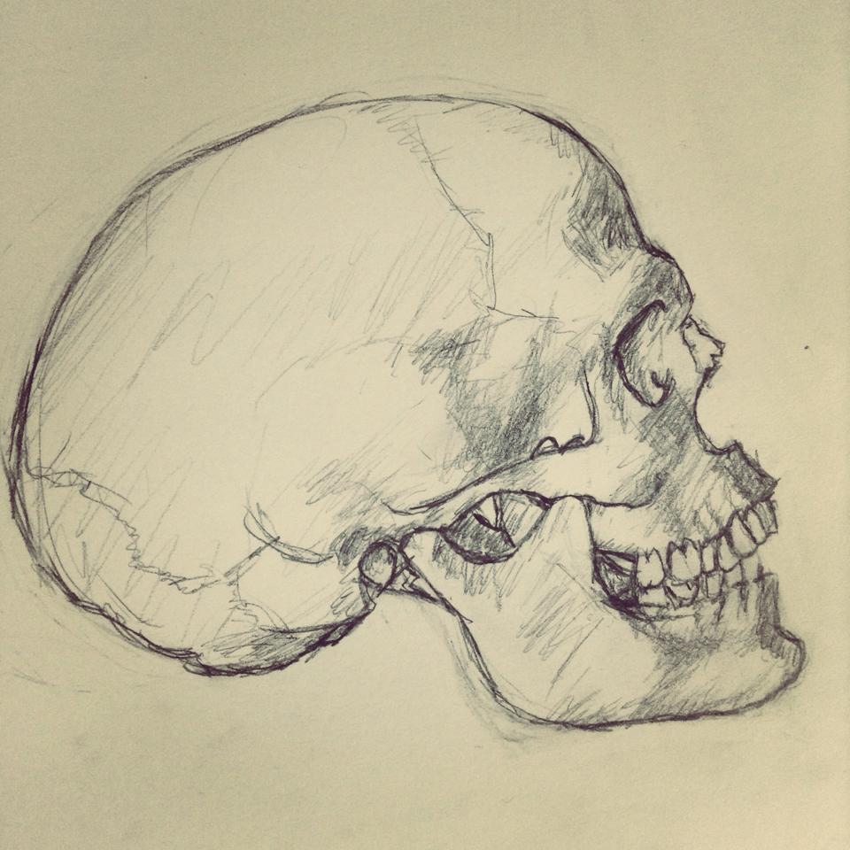 Skull