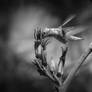 BW Study - Hummingbird 4