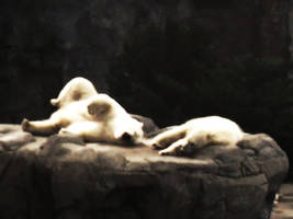 Sleeping Polar Bears