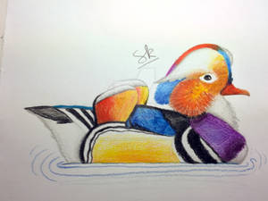 Traditional Mandarin Duck Drawing- (Timelapse)