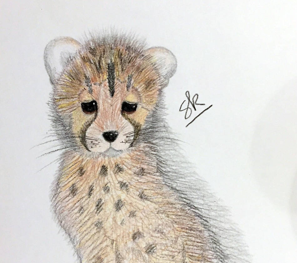 Baby Cheetah Cub Speed Drawing (Timelapse On Yt) By Samanthaartstudio On  Deviantart