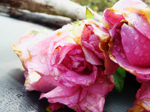 Withered Rose