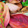 Autumn Saturation I