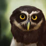 DAILY Speed Painting - Spectacled Owl
