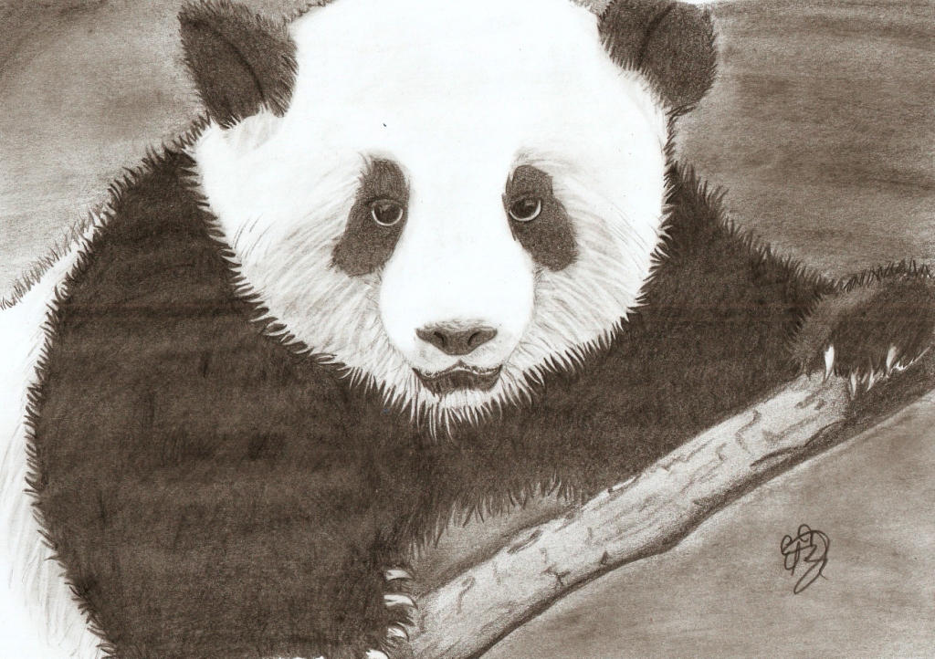 oso panda by schifferdarkness19 on DeviantArt