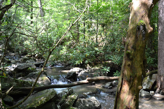 Stream In The Woods