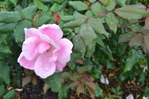 Pink Flower After Storm