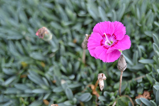 Little Purple Flower