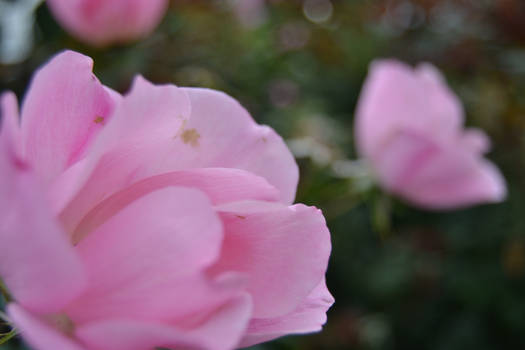 Pink Flowers