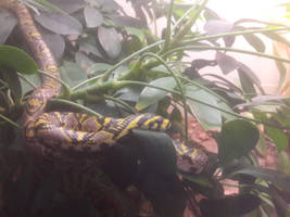 Rat Snake Just A Chillin'