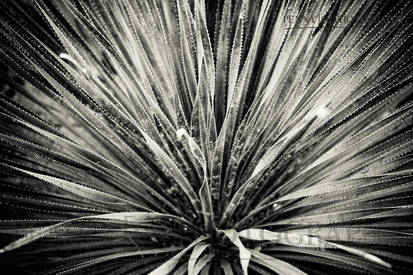 Yucca