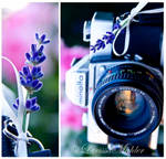 Minolta Camera by Lily-of-the-Vallley