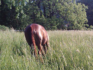 Long grass1