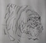 Siberian Tiger by Mpm-original
