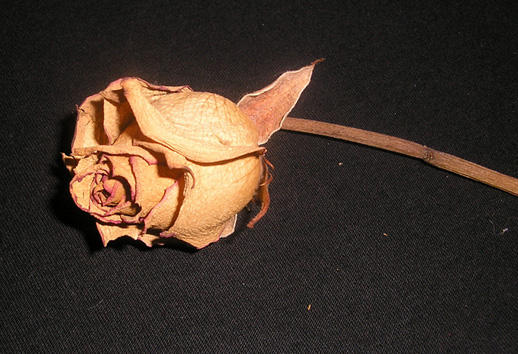 Dead Rose1 by NintendoMushroom on DeviantArt