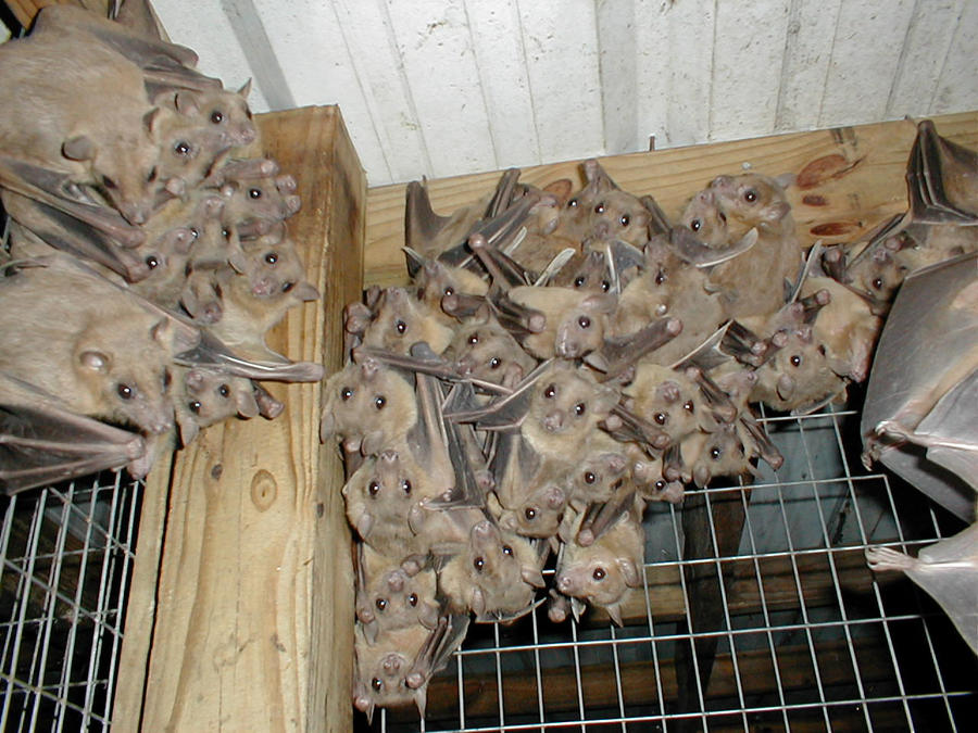 European Fruit bats