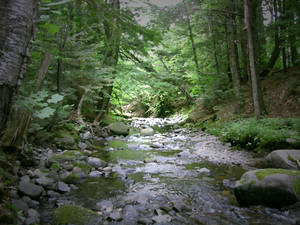 Northern Forest Stream