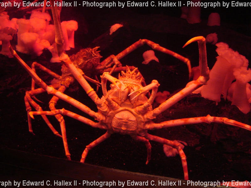Giant Japanese Spider Crab by VGAce on DeviantArt