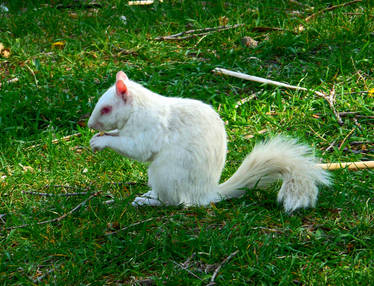 Albino Squirrel