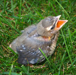 Baby Bluejay - Summer