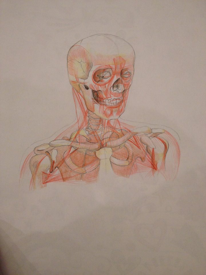 bones and muscles of the human head and upper body