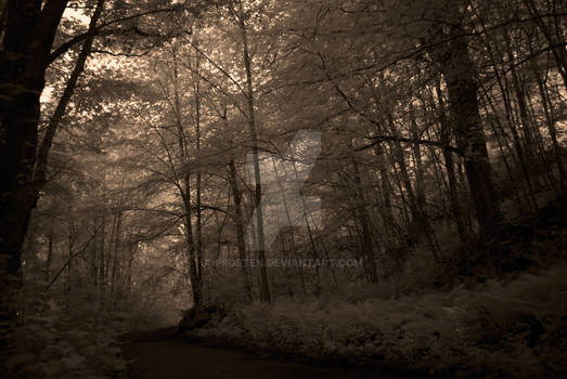 Infrared Forest