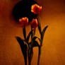 tulips in darkness