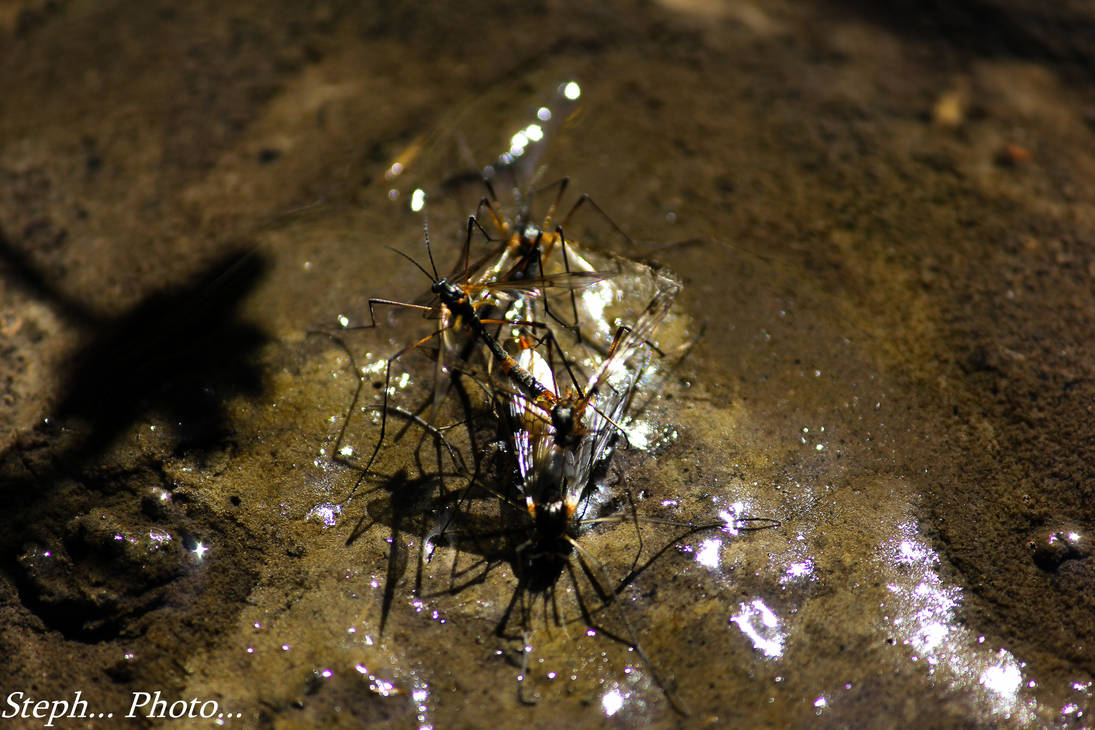 orgie insectoide by Aldeb77 on DeviantArt