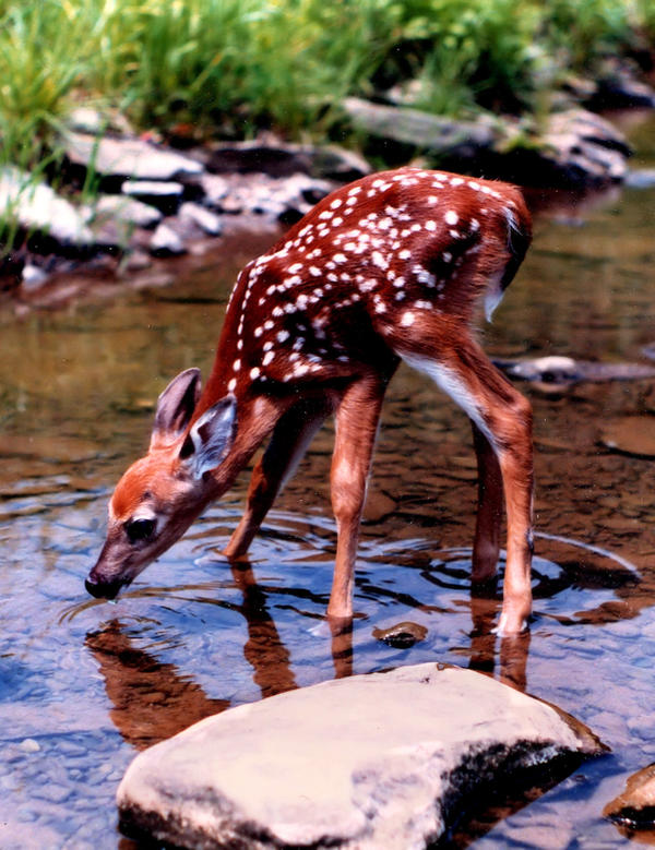 Fawn