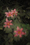 Daylilies at Night by TimLaSure