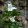 Rock Lillies