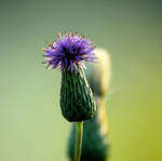 Thistle at Sunset by TimLaSure