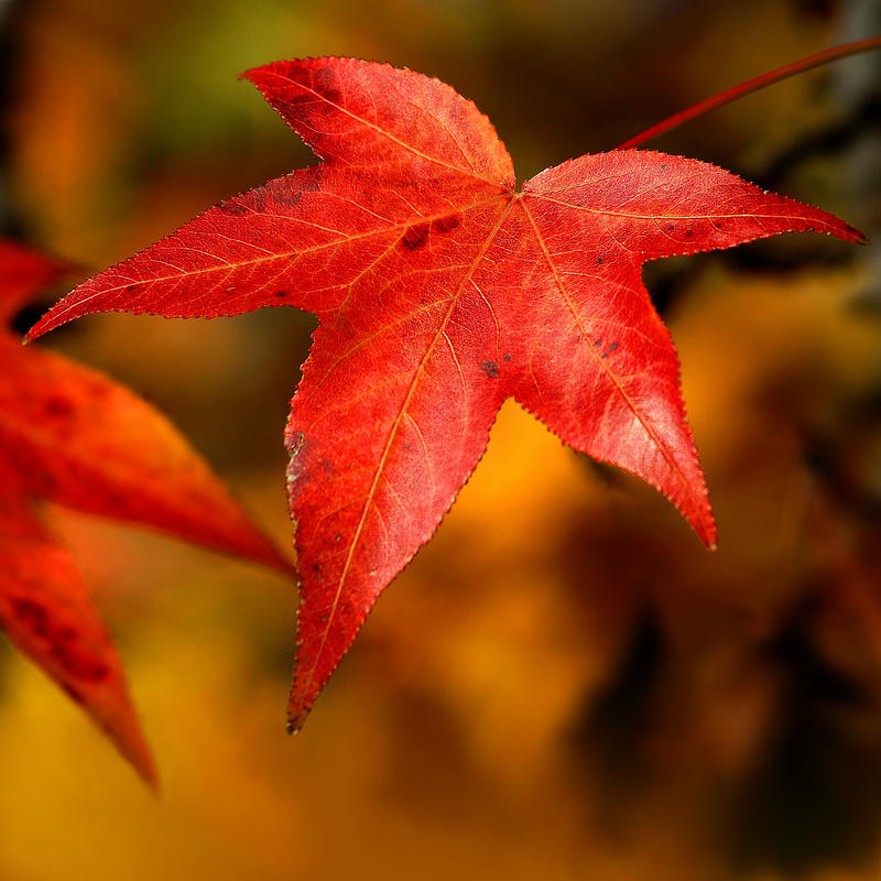 Autumn Red