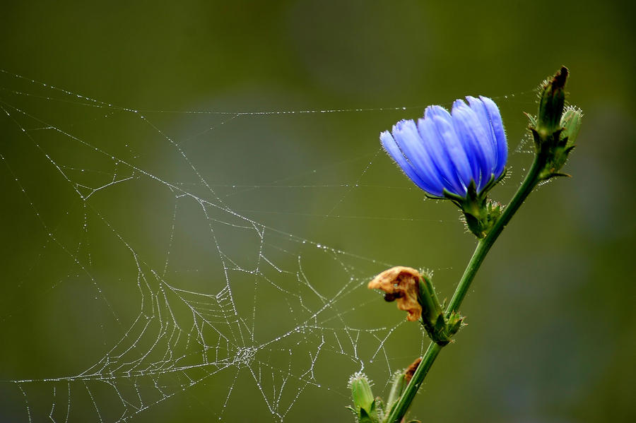 Web, Dew, and Chicory