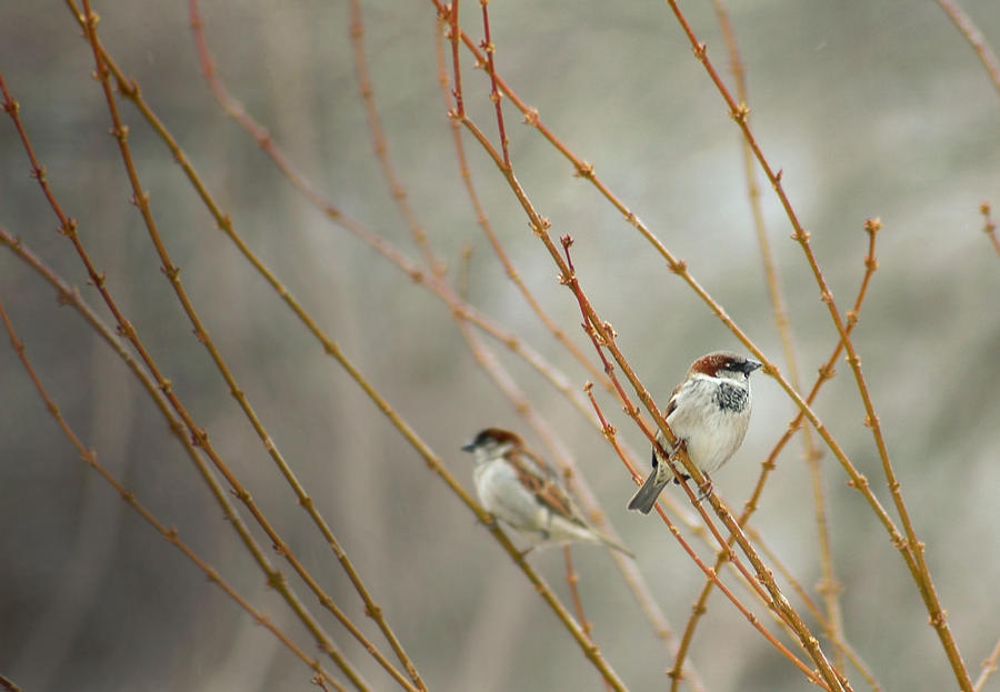 Two in a Bush