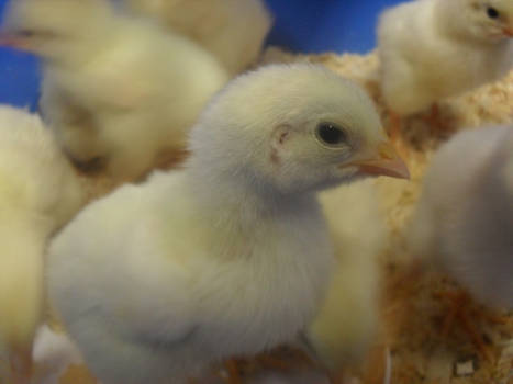 Baby Chicks