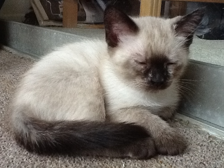 Sleepy Siamese