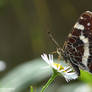 BUTTERFLY 2