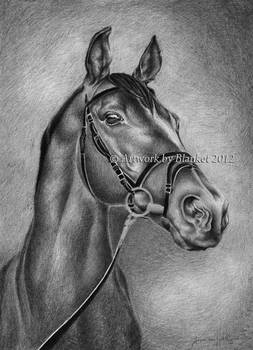 PORTRAIT OF HORSE